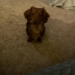 Dachshund All Grown Up from Emily’s Mini Dachshunds