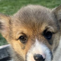 Girl 3 - Pembroke Welsh Corgi puppy in Solano County, California from Early Spring Corgis