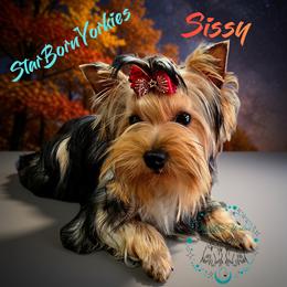 StarBorn's Crystal Moonstone - Sissy - Blue and gold female Yorkshire Terrier puppy in Northville, Michigan from StarBornYorkies, LLC