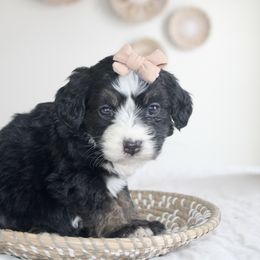 Cocoa -TRI COLOR - Tri-color female Bernedoodle puppy in Apple Creek, Ohio from Arlene Hershberger