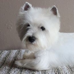 Chrissy - West Highland White Terrier