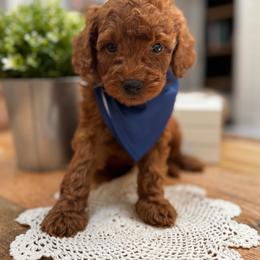 Dallas - Red  male Goldendoodle puppy in Alamance County, North Carolina from Doodle Squad Puppies