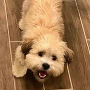 Shichon All Grown Up from Loving Paws Teddy Bear Patch