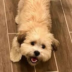 Shichon All Grown Up from Loving Paws Teddy Bear Patch