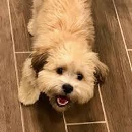 Shichon All Grown Up from Loving Paws Teddy Bear Patch