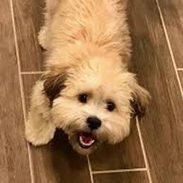 Shichon All Grown Up from Loving Paws Teddy Bear Patch