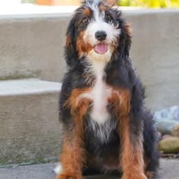 Beyoncé (level 2 socialization program grad) - Tri-color female Bernedoodle puppy in Dundee, Ohio from Down Home Doodle