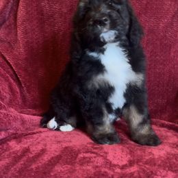 Bernedoodle Puppies from High Peaks Bernedoodles