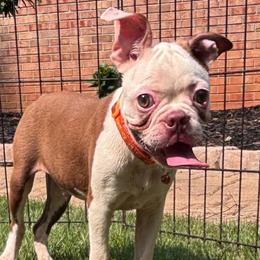 Red Male - Red male Boston Terrier puppy in Mc Donough, Georgia from Ballard Boston Terriers