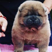 Chow Chow from ROCOCO CHOWS