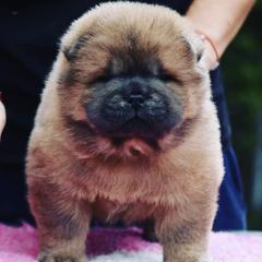 Chow Chow from ROCOCO CHOWS
