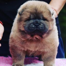 Chow Chow from ROCOCO CHOWS