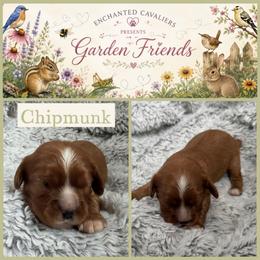 Chipmunk - Ruby male Cavalier King Charles Spaniel puppy in Auburn, Washington from Enchanted Cavaliers