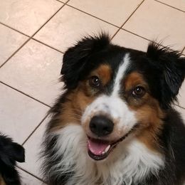 Australian Shepherds from RootsDeep Australian and Miniature American Shepherds