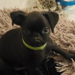 Oz - Black male Brussels Griffon puppy in Pensacola, Florida from Fretwell's Fabulous Griffons