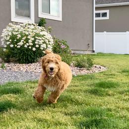 Goldendoodle Puppies from Sunnydoodle Utah
