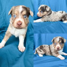 Red Merle female 3 - Red merle female Toy Australian Shepherd puppy in Brooker, Florida from Honey, I Shrunk the Aussies