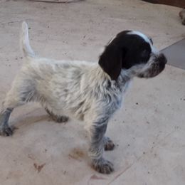 Wirehaired Pointing Griffon Puppies from Ear Mountain Griffons