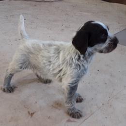 Wirehaired Pointing Griffon Puppies from Ear Mountain Griffons