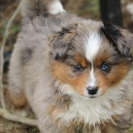 Border Collie, English Setter, and Miniature American Shepherd Puppies from First Harmony Farms