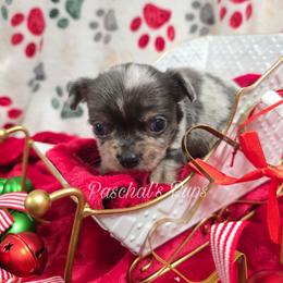 Stuffin' - Merle male Chihuahua puppy in Bowdon, Georgia from Paschal's Pups