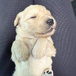 Black male - Light golden male Golden Retriever puppy in Sandy, Utah from North Star Goldens
