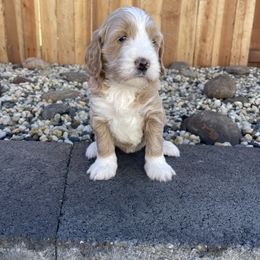 Australian Labradoodle and Goldendoodle Puppies from The Moon Doodles