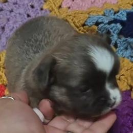 Rizza - Blue and white male Chihuahua puppy in Gray, Louisiana from Chi Chi's Place LLC