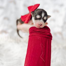 Pomsky Puppies from Lake Point Pomskies