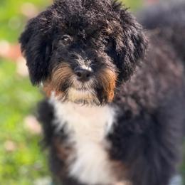 Wendy - Black tri-color female Aussiedoodle puppy in Factoryville, Pennsylvania from North Mountain Doodles