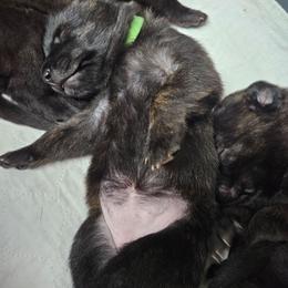 Green collar girl - Black brindle female Dutch Shepherd puppy in Howey In The Hills, Florida from MAC K9 Dutch Shepherds