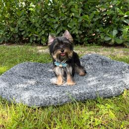 Sky - Black and gold male Yorkshire Terrier puppy in Naples, Florida from Moon Ranch Puppies