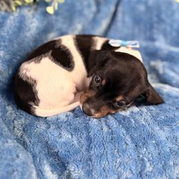 Gabriel (Gabe) - Piebald male Dachshund puppy in Indian Trail, North Carolina from Hilda’s Teenie Weenies