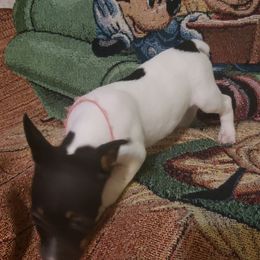 Darling - White black and tan female Rat Terrier puppy in Conroe, Texas from Mysthaven Rat Terriers
