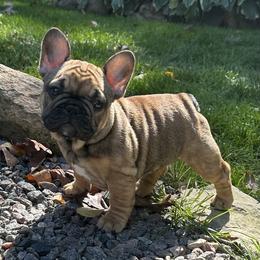 French Bulldog Puppies from MadCity Frenchies