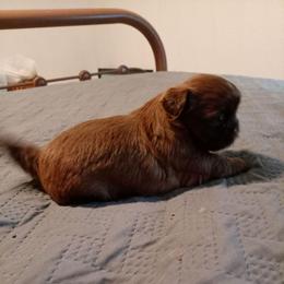 Peggy Sue 2 - Chocolate female Shih Tzu puppy in Grand Prairie, Texas from R&R Shih-Tzus & Stud Services