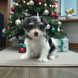 Mrs Santa - Black & tan tri-color female Morkie puppy in Oakland, Kentucky from Imperial Dogs