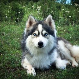 Tundra Amazing Boy - Gray and white male Pomsky puppy in Perkins, Oklahoma from A-Dream Pomsky Kennel