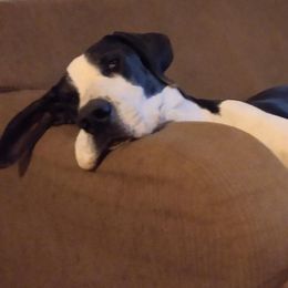 Zoe - Great Dane