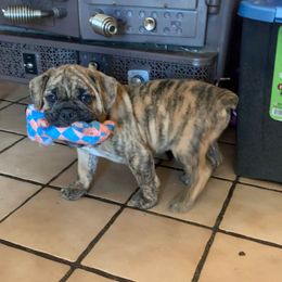 Olde English Bulldogge Puppies from Gods Of Olympus Bulldogges
