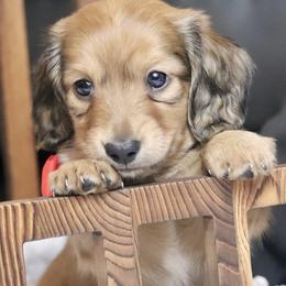 Dachshunds from OkieDokieDox