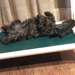 Scottish Terrier Puppies from Gina Smith