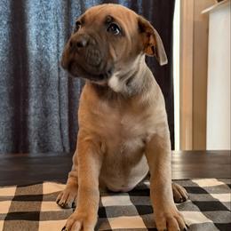 Light pink collar - Fawn female Cane Corso puppy in Briggs, Texas from Capital City Corso’s