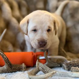 Beacon - Yellow male Labrador Retriever puppy in Sweet Home, Oregon from Knotty Creek Labradors