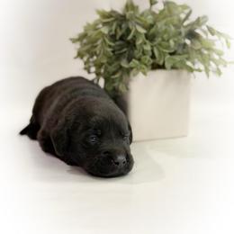 Gandolf - Black male Labrador Retriever puppy in Isle, Minnesota from Dog Ear Outfitters