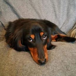 Dachshund All Grown Up from Debra Garrison