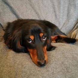 Dachshund All Grown Up from Debra Garrison