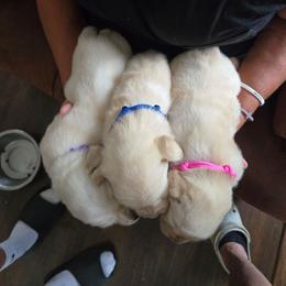 Purple collar - Yellow female Labrador Retriever puppy in Seymour, Tennessee from Pride of the Southland Labs