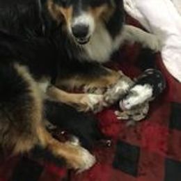 Australian Shepherd Puppies from Toni Thompson's Australian Shepherds