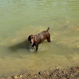 Bojangles - Liver male German Shorthaired Pointer puppy in Huntington, Texas from B&B GSP’S